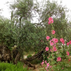 In The Garden Of Gethsemane - A Song of Soliman Original