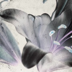 kizetsu & comfort - shuttered (2019)