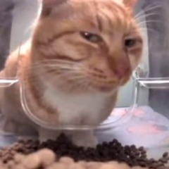 FOUR4444 - GLOCK GLOCK