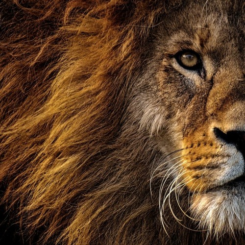 Michu - ElectroFusion Groove Odyssey 2024