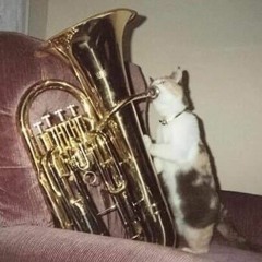 The Tuba Cat Sensation