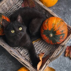 my black cat Angel