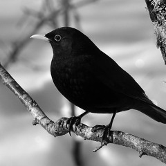 blackbird 001 - eskiya