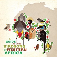 Ruth Tafébé - Nimba Flycatcher