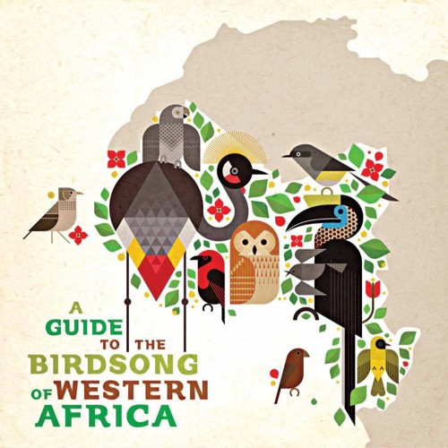 Ruth Tafébé - Nimba Flycatcher