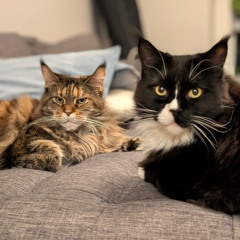 Mittens & Hufflepuff