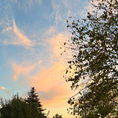 Wolk