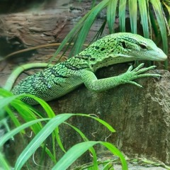 Singapūras Satīns - Džumī