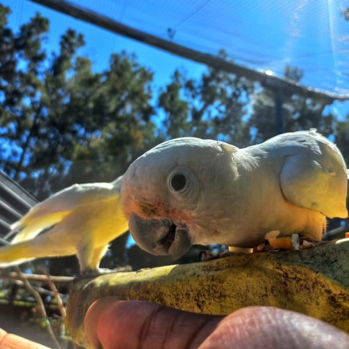 Why do birds migrate? | Radio 786