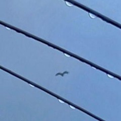 SenSen - Hero/ina GRM