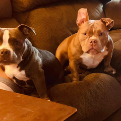 GIRLS JUST GIRLS - GetitBackSHAQ