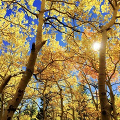Meditación guiada Refugio Interior y cofre - Vivero de Buen Trato