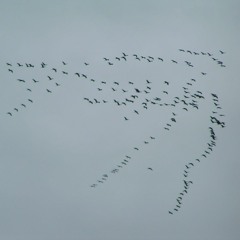 Migration Through Flight (Soundtrack)