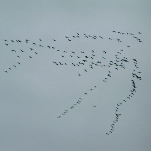 Migration Through Flight (Soundtrack)