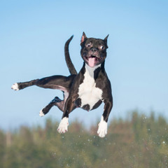 Party with drugged mad dogs, these dogs are crazy bro save me