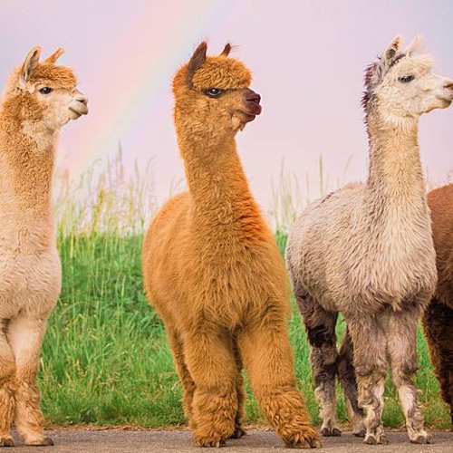 Stream Easy K Do Alpakas Dream of Electric Sheep Mix by Easy K