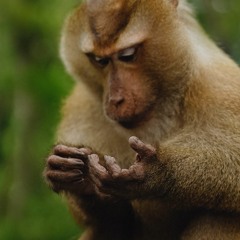 Real Life Chaos Monkeys And Other Infrastructure Challenges