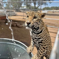 jaguaré   remix
