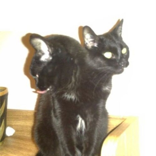 wouldnt notice w/ wyatt (bronto)