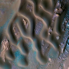 Criminal Pigs - M A N U E L