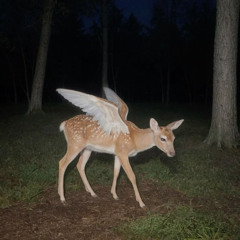 bambi//produced by cyiigh