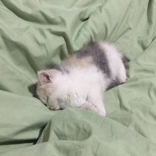 2hollis - jeans (slowed&fixed)