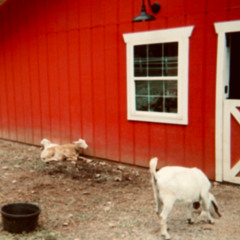 carpenter's son demo