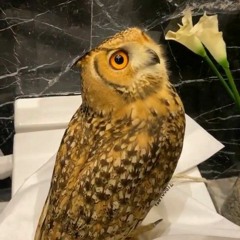 مهرجان الولا ديشا - ٢