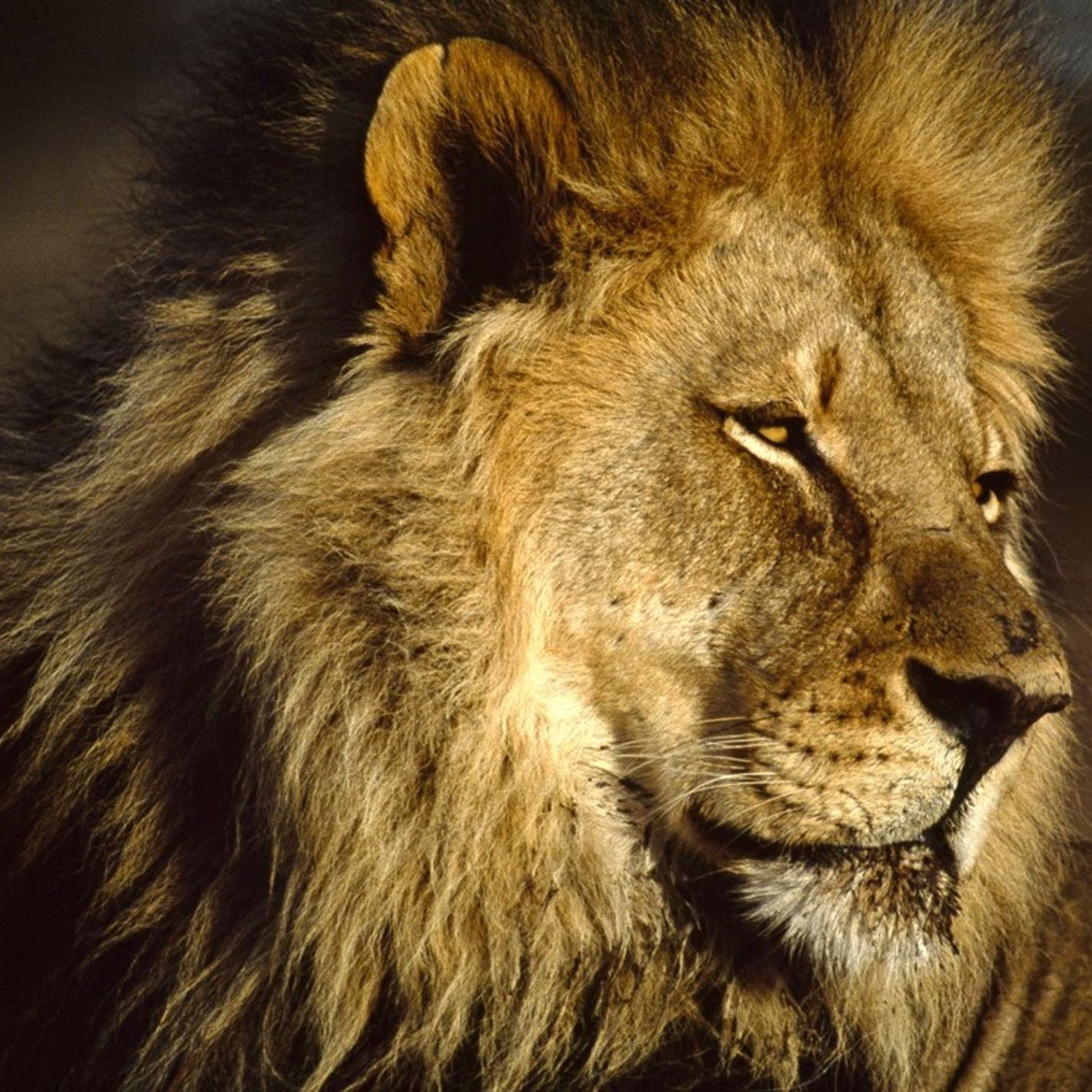Le Lion Et Ses Biches LéaCollet episode artwork