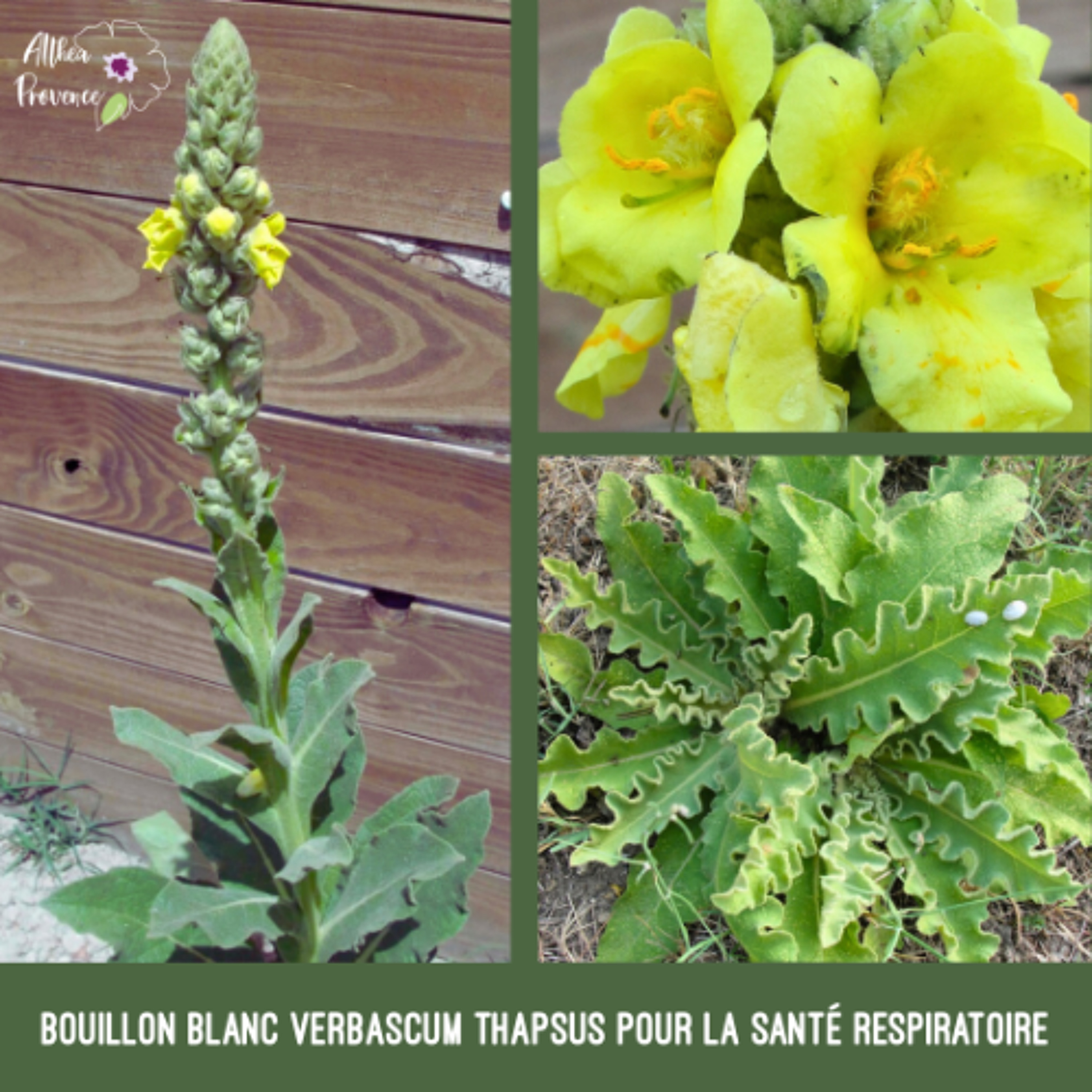 Bouillon blanc Verbascum thapsus pour la santé respiratoire