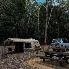 Waking Up In Bellbird Campground