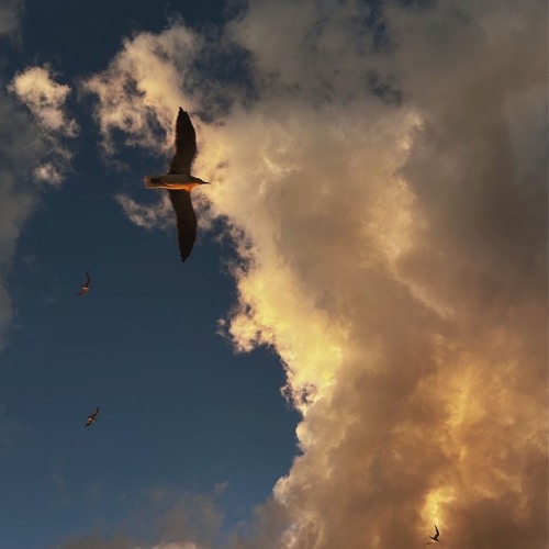 fine with being lost (prod. sickboi x shaggy)