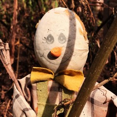 Soleil, jonquille et mimosa