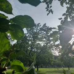 ráno v sadu / morning in the orchard