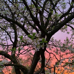 Wabi-Sabi (2021-01-01)