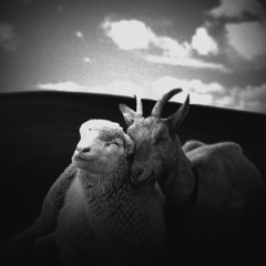 danaga - oaia aia e a ei