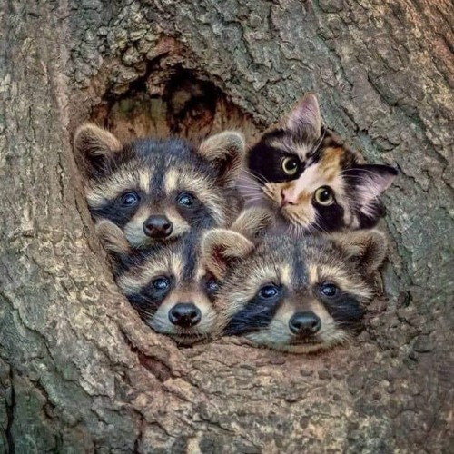Imposter