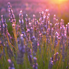 Interlude: Hazy Lavender Swarms