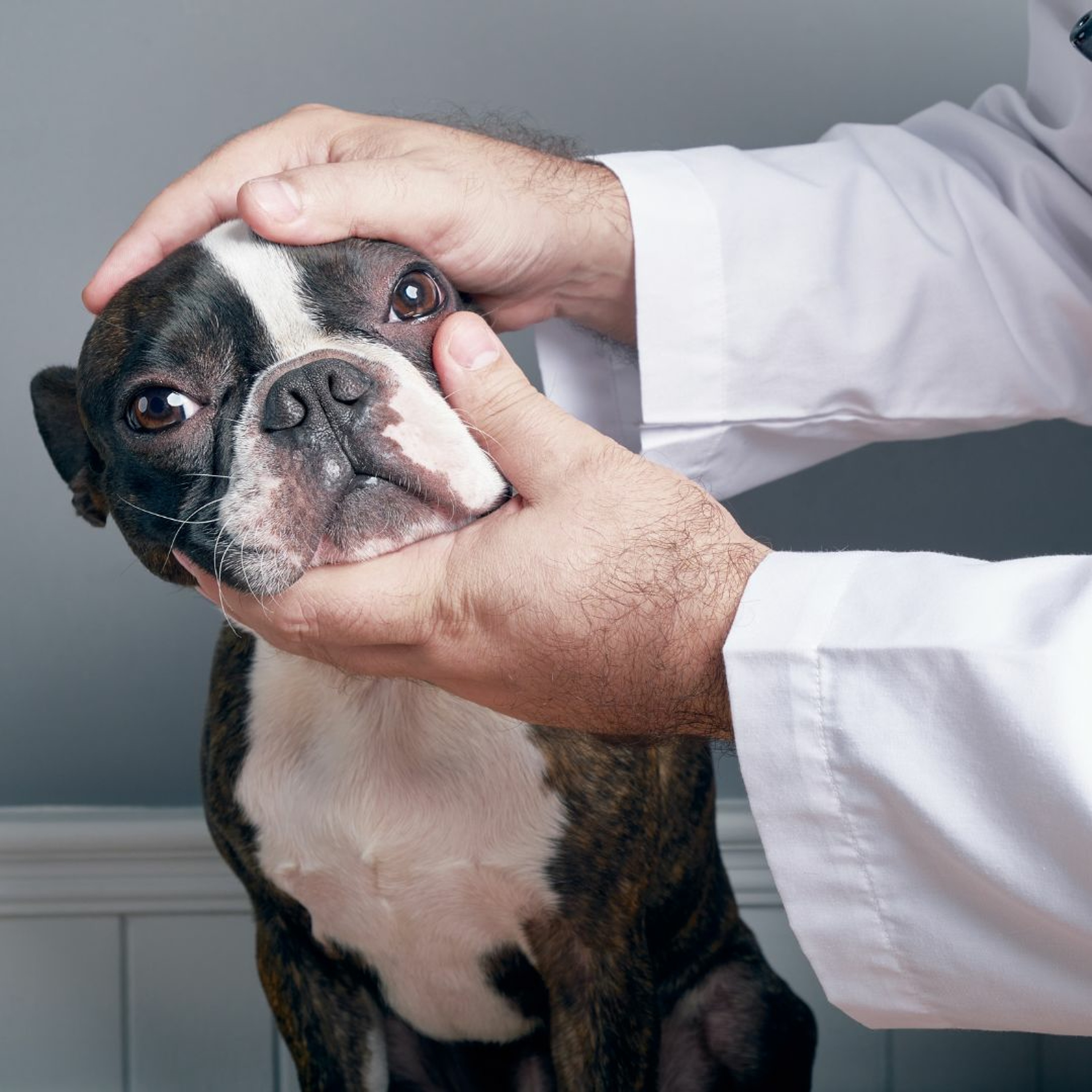 Dry Eye in Dogs – Types and Treatments