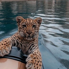 PRIME NEN JORD LAIK🌁🐆