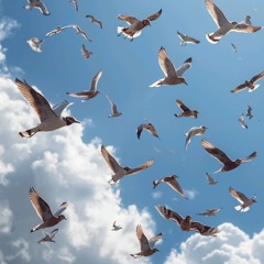 The birds