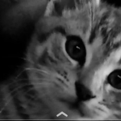 Lawless Love For Living Free