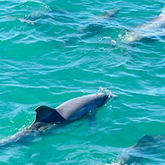 Review Special Price Guaranteed Dolphin Sighting Tour On Tropics Boat Tours
