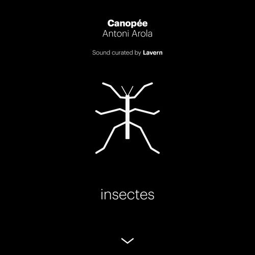 Insectes