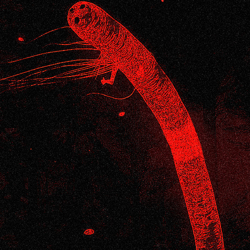 GHOSTWORM