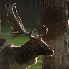 Fallow deer calling in the mid of the night