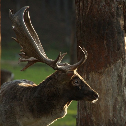 Fallow deer calling in the mid of the night