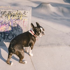 Woo Bang Featuring TrizZzy Rhap