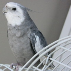 Grey Cockatiel Bird Song