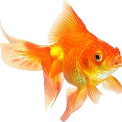 goldfish